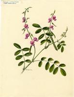 Cracca cinerea