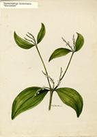 Phoradendron dichotomum