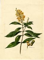 Byrsonima spicata