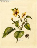 Abutilon hirtum