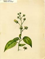 Malache scabra