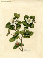 Calycogonium krugii