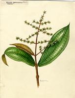 Miconia impetiolaris