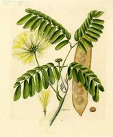 Albizzia lebbeck