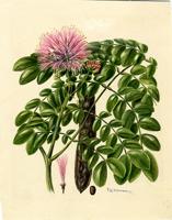 Samanea saman