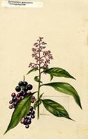 Parathesis serrulata