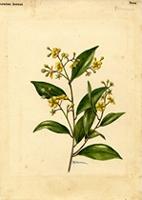 Ouratea hornei