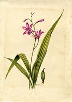 Bletia patula