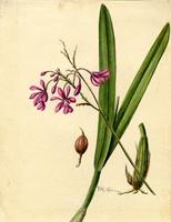 Encyclia bifida