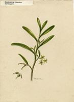 Epidendrum ramosum