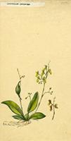 Leochilus labiatus