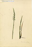 Ibidium tortilis