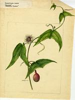 Passiflora rubra