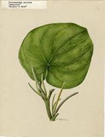 Pothomorphe peltata