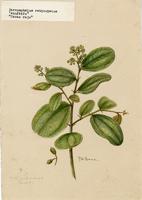 Sarcomphalus reticulatus