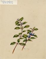 Tontanea herbacea
