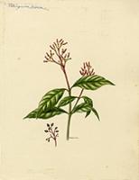 Palicourea crocea