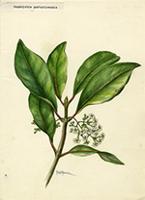 Rondeletia portoricensis