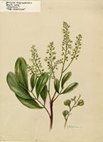 Matayba domingensis
