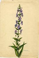Angelonia salicariifolia