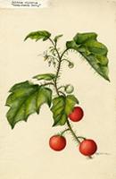 Solanum ciliatum