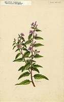 Melochia tomentosa
