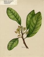 Sloanea berteroana