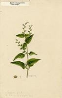 Priva lappulacea