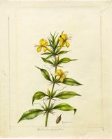 Barleria prionitis