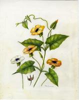 Thunbergia alata