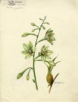 Furcraea tuberosa