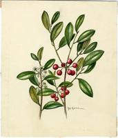 Ilex sideroxyloides
