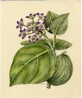 Calotropis procera
