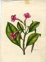 Tabebuia rigida