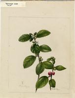 Varronia lima