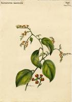 Tournefortia laurifolia