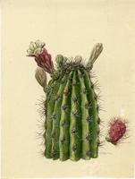 Lemaireocereus hystrix