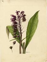 Lobelia assurgens
