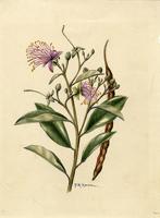 Capparis cynophallophora