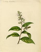 Hirtella triandra