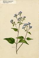 Ageratum conyzoides