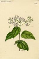 Eupatorium polyodon