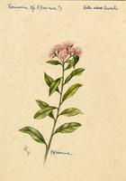 Vernonia