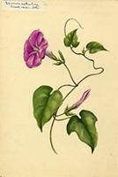 Ipomoea cathartica