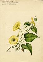 Ipomoea kentrocarpa