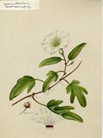 Ipomoea stolonifera