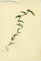 Jacquemontia verticillata