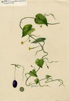 Melothria guadalupensis