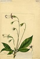 Pentarhaphia albiflora
