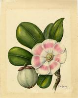 Clusia rosea